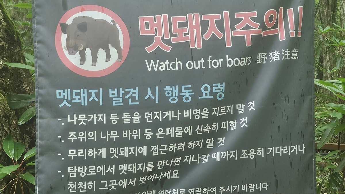 세종시 아파트 부근 멧돼지 2마리 출몰…출근길 '주의' 당부