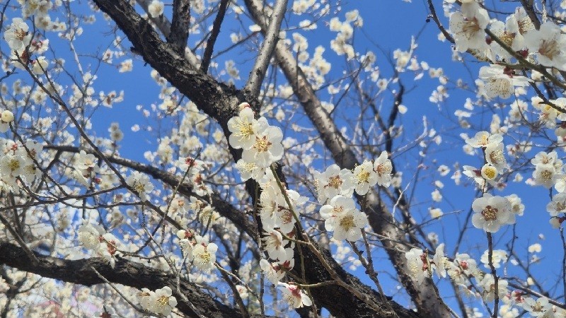 맑은 날씨 속 대전·충남 지역 낮 기온이 25℃ 안팎까지 오르며 초여름 같은 더위를 보이고 있다. 다만 아침과 낮의 기온차가 크고 대기가 건조해 주의가 필요하다./사진=김지연 기자