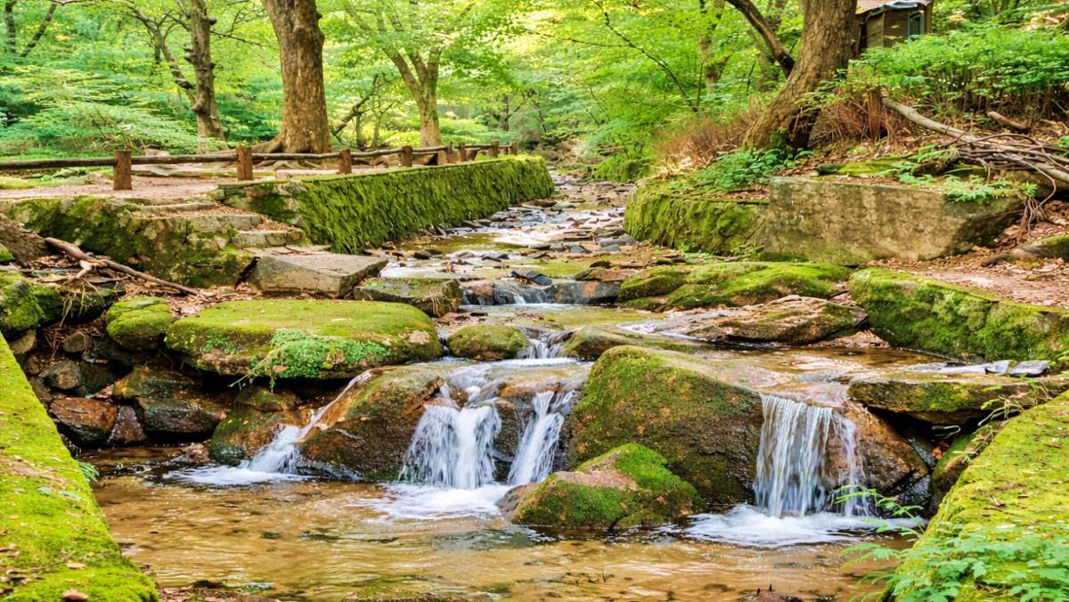 서울에 '1급수 도롱뇽' 서식지가?…도심 속 원시 자연, 북악산 자락 '청정 계곡'