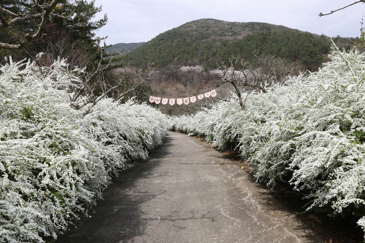 “누구나 주인공이 되는 하얀 꽃길”… 보령 무궁화수목원 ‘순백의 터널’ 장관