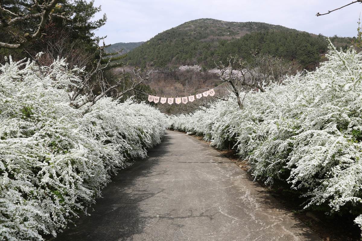 지난 14일 무궁화수목원 / 보령시