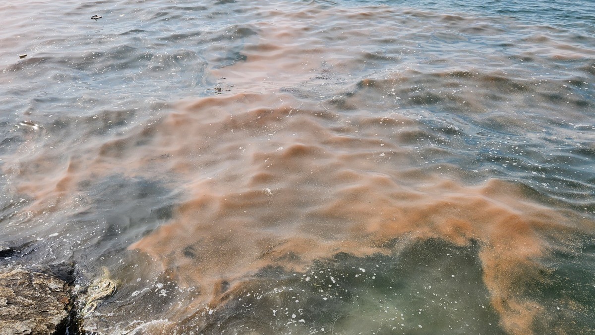 안산 시화나래휴게소 인근 야광충 / 경기도 제공