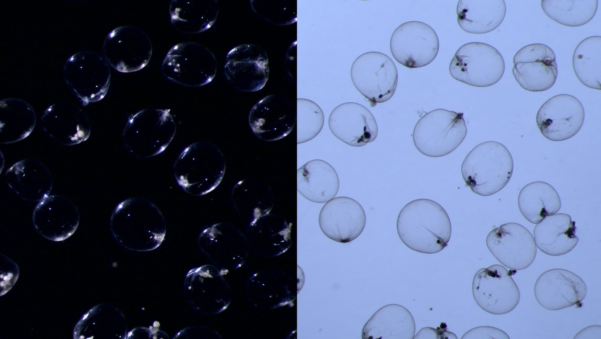 야광충 현미경 사진 / 경기도 제공