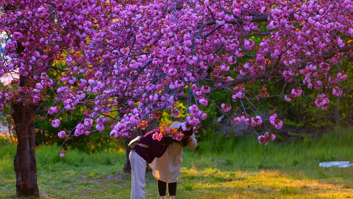 불국사공원. / KoreaKHW-shutterstock.com