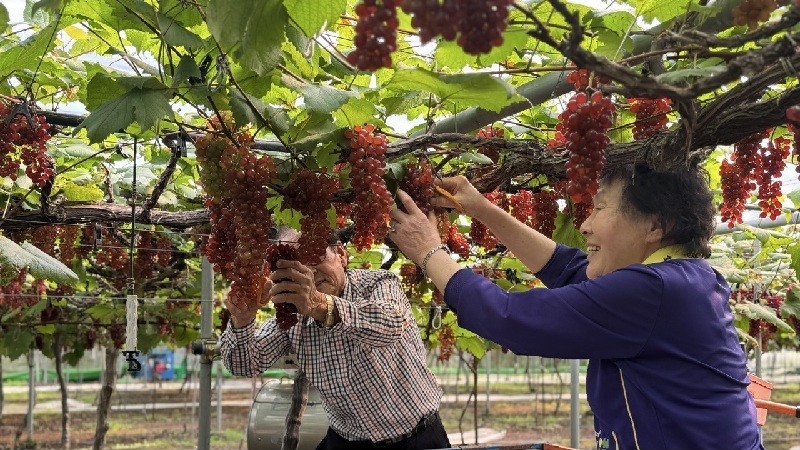 대전 동구 대별동 송일구 농가에서 재배된 델라웨어 포도를 수확하고 있다./사진=대전시