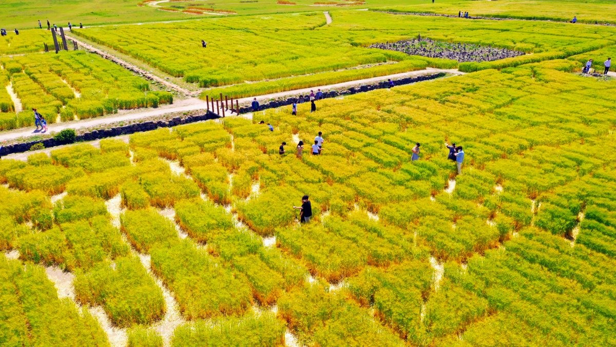 경주 분황사 청보리밭. / 연합뉴스