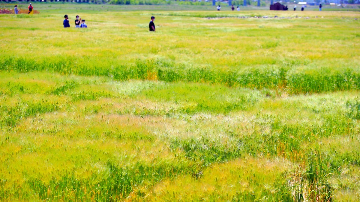 분황사 청보리밭. / 연합뉴스