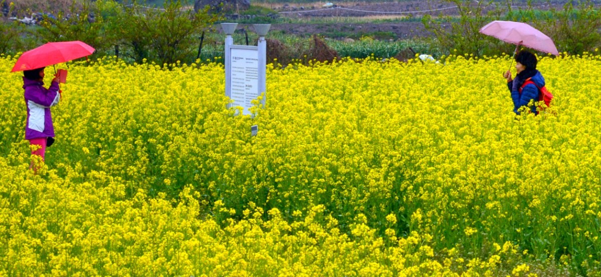 분황사 인근 유채꽃밭. / 연합뉴스