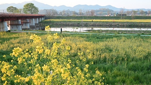 화순읍 꽃강길에 식재된 샛노란 유채꽃 / 노해섭 기자