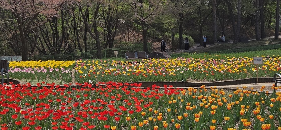 의정부시, 직동공원 튤립 만개 맞춰 '가든라운지' 새단장