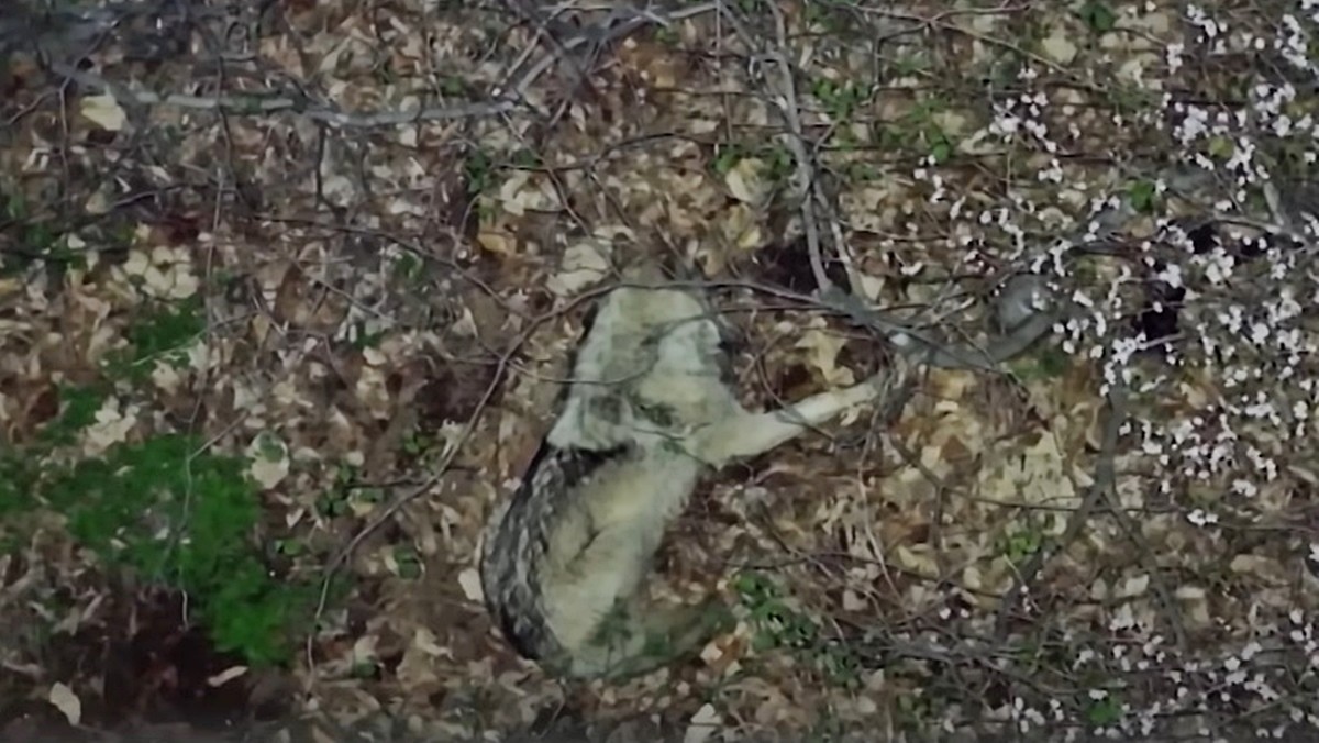 대전 오월드를 탈출한 뒤 야산에서 포착된 늑구 / 대전서부소방서 119 구조대 제공