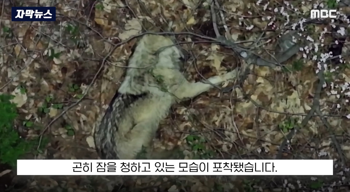 드론에 포착된 늑구 모습 / MBC