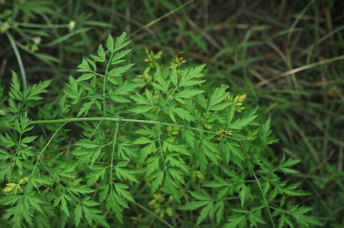 미나리인 줄 알았는데…모르고 따서 먹으면 치명적이라는 '이 식물'
