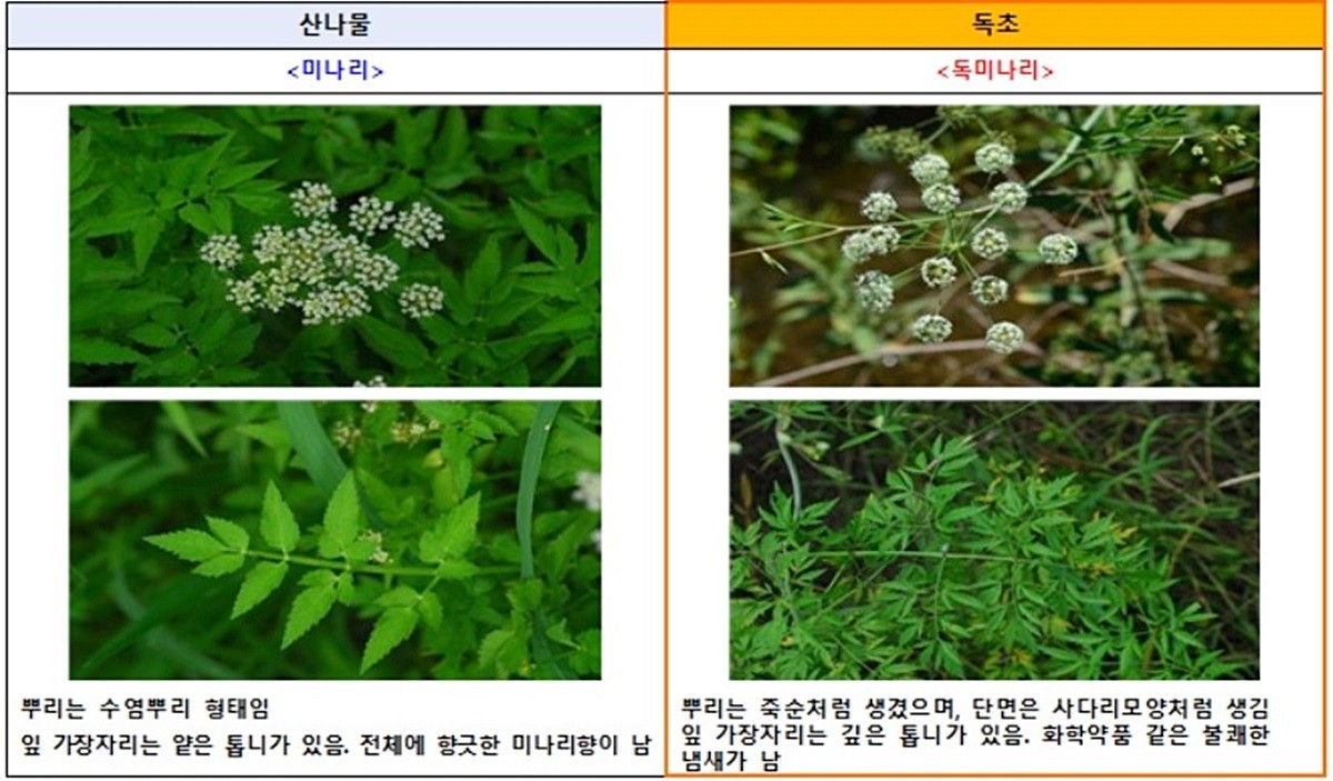 모양이 유사해 구별하기 어려운 산나물과 독초. 봄철 산나물과 독초를 혼동하지 않도록 각별히 주의해야 한다고 식품의약품안전처와 산림청 국립수목원이 밝혔다. 최근 식품의약품안전처에 따르면 산나물과 생김이 유사한 독초를 개인이 임의로 채취해 섭취한 이후 복통, 구토 등 증상을 호소하는 신고 사례가 매년 발생하고 있다. 만약 독초를 산나물로 오인해 섭취한 이후 복통, 구토 등 이상증세가 나타난다면 반드시 병원을 방문해야 한다.      / 식품의약품안전처 제공