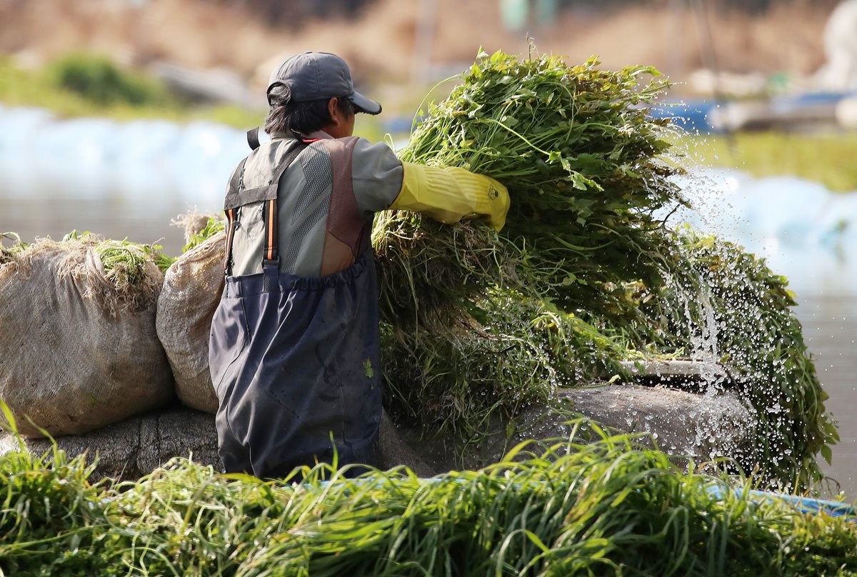 미나리를 수확하는 모습. 기사 이해를 돕기 위한 자료 사진. 봄철 입맛을 살려주는 미나리는 건강에도 여러 가지 긍정적인 영향을 주는 것으로 알려져 있다. 체내 노폐물 배출을 돕고 해독 작용에 도움을 줄 수 있으며 간 기능 개선과 숙취 해소에도 효과가 있다고 전해진다.     또한 비타민과 무기질이 풍부해 면역력 증진과 피로 회복에도 도움을 줄 수 있다. 이런 이유로 봄철 보양 식재료로도 많이 찾는다.         / 뉴스1