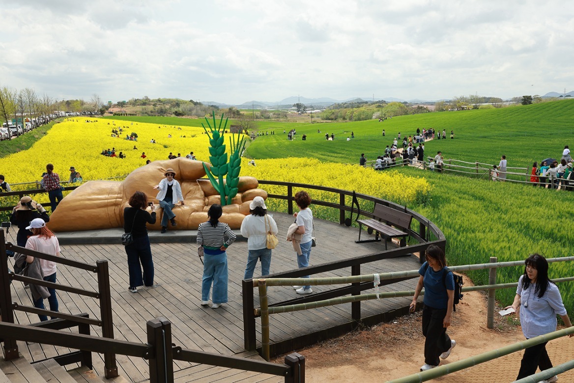 제23회 고창 청보리밭축제, 이번주 토요일(18일) 개막