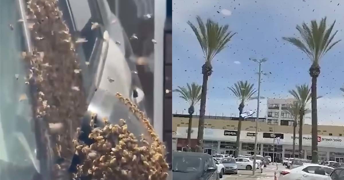 이스라엘 남부 도시 덮친 벌떼... “성경 속 재앙 떠올라” 반응까지 (영상) 