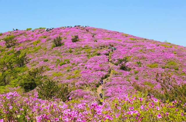 전국 최대 규모 보성 일림산 철쭉 군락./보성군