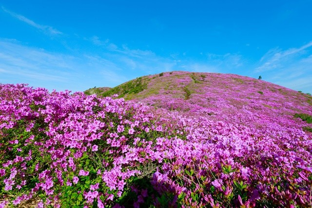전국 최대 규모 보성 일림산 철쭉 군락./보성군