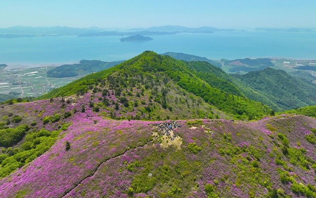 전국 최대 규모 보성 일림산 철쭉 군락./보성군