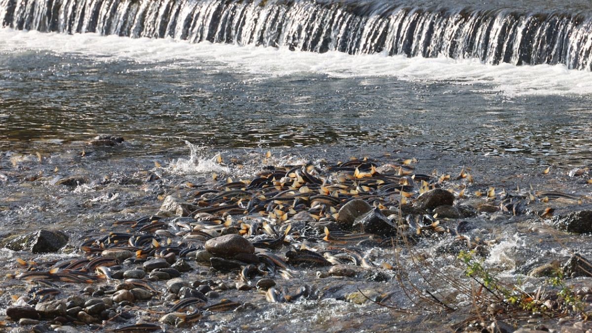 양양 남대천 황어의 모습. / 양양군 제공