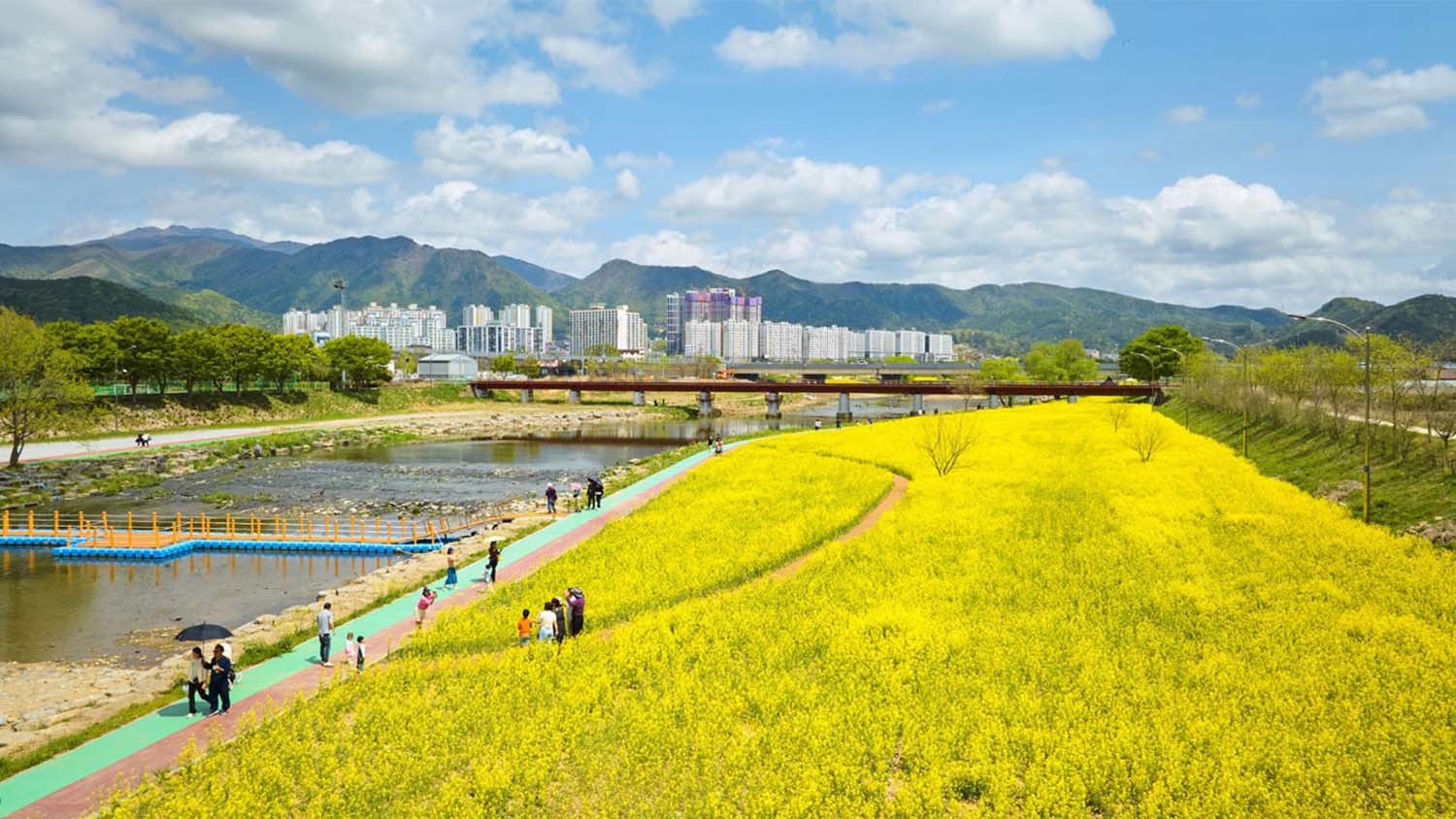 2.1km 강변이 '1만8000평 규모' 대규모 꽃밭 변신... 금요일부터 장관 펼쳐진다 