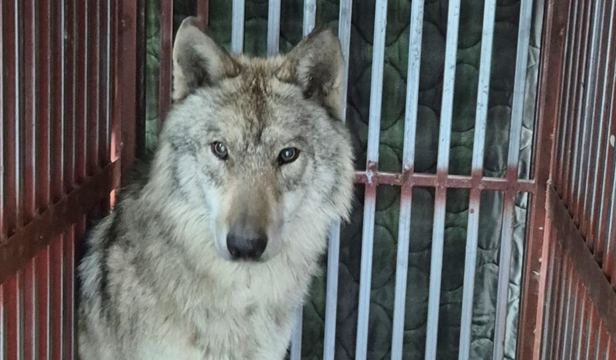 늑구 귀환…대전시장 “이런 일 다시 발생하지 않도록 노력하겠다”
