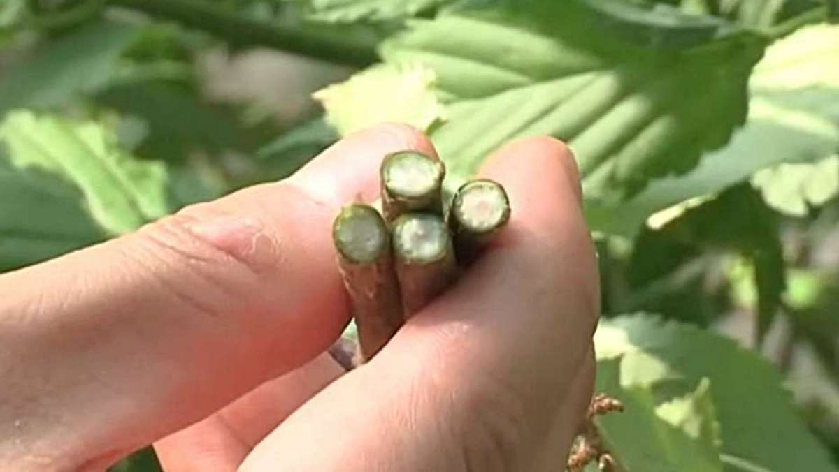 길가에 흔히 있는 건데 다들 잘 몰라…뼈 건강에 특히 좋다는 '이 나물'