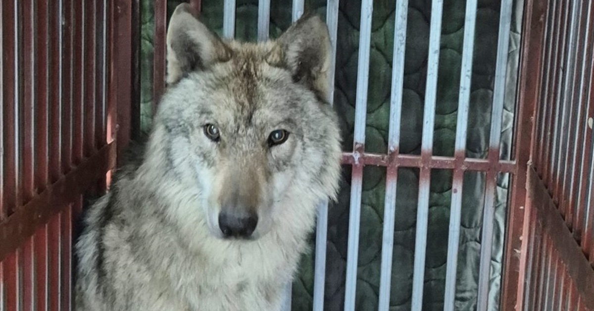 돌아온 늑대 늑구, 대한민국 전국구 스타 됐다…위상이 이 정도다