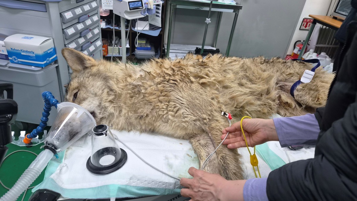 대전 오월드 동물원을 탈출한 수컷 늑대 '늑구'가 9일 만에 포획됐다. 17일 관계자들이 오월드로 이송된 늑구의 건강상태를 확인하고 있다. / 대전시 제공