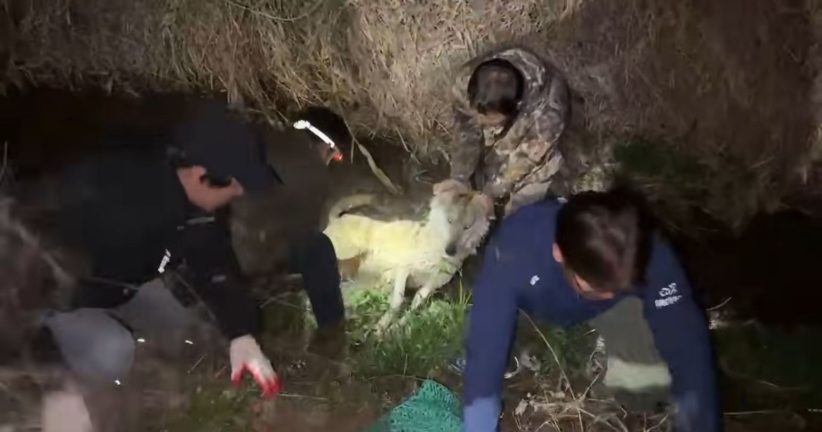 늑구 생포 순간 / 대전시 제공