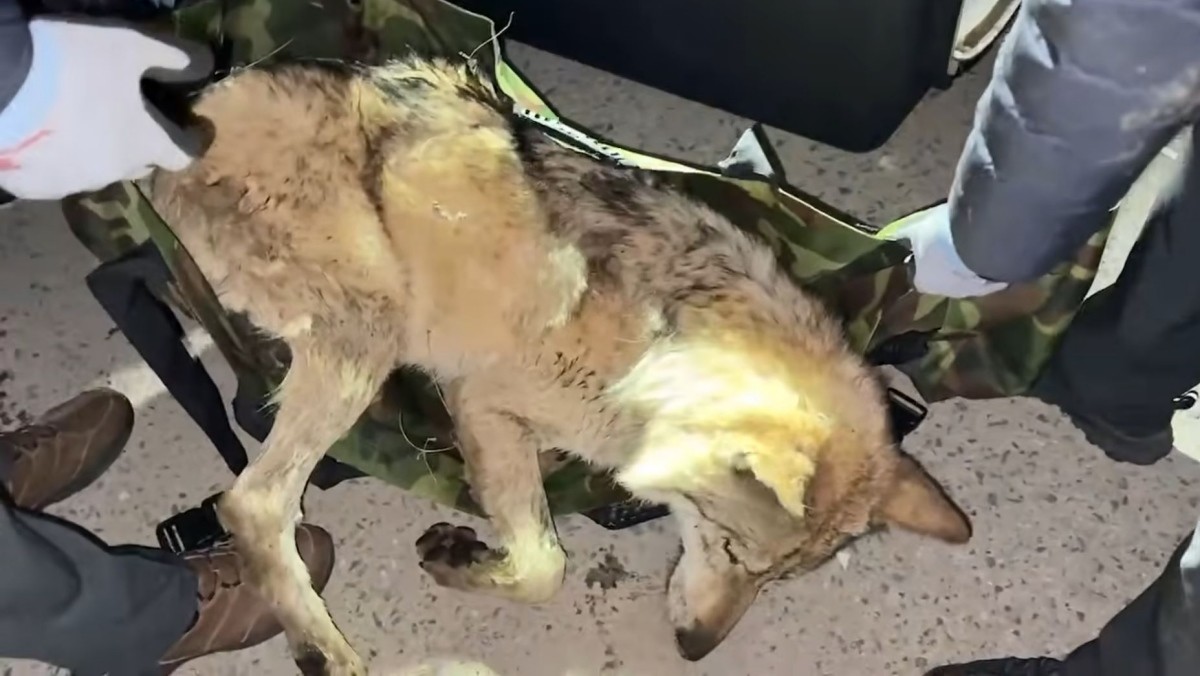 늑구 생포 순간 / 대전시 제공