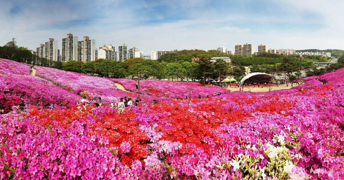 군포 철쭉 축제 / 군포시청