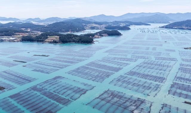 바다가 뿜어내는 '녹색 황금'… 완도군, 탄소 크레딧으로 어촌 혁명 이끈다