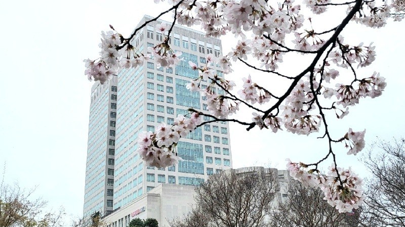흐린 하늘 아래 벚꽃이 만개한 대전시청 전경. 17일 낮부터 충남권 곳곳에 약한 봄비가 예보된 가운데, 건조특보 속 화재 예방과 안전관리가 요구된다./사진=김지연 기자