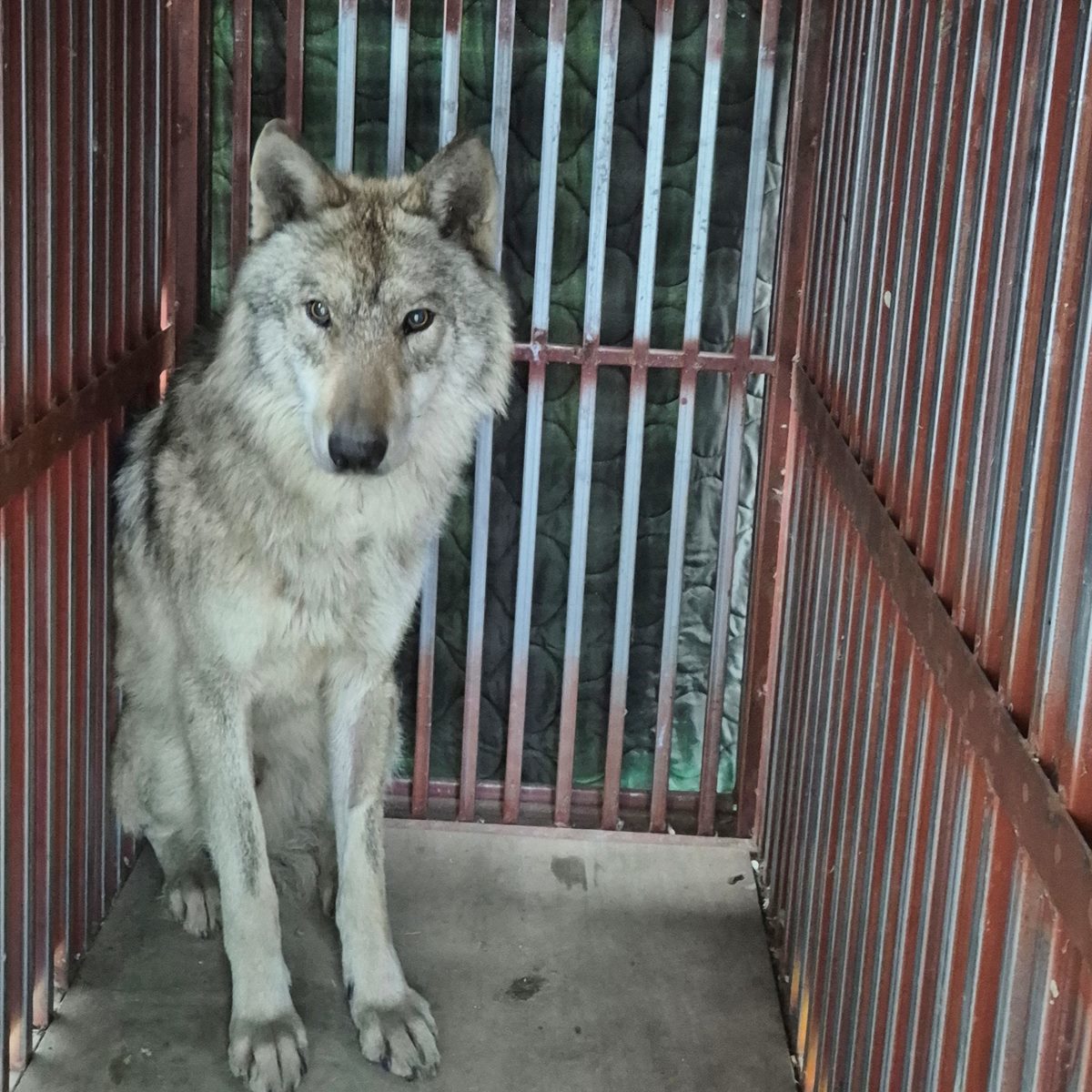 늑구 귀환…대전시장 "이런 일 다시 발생하지 않도록 노력하겠다"