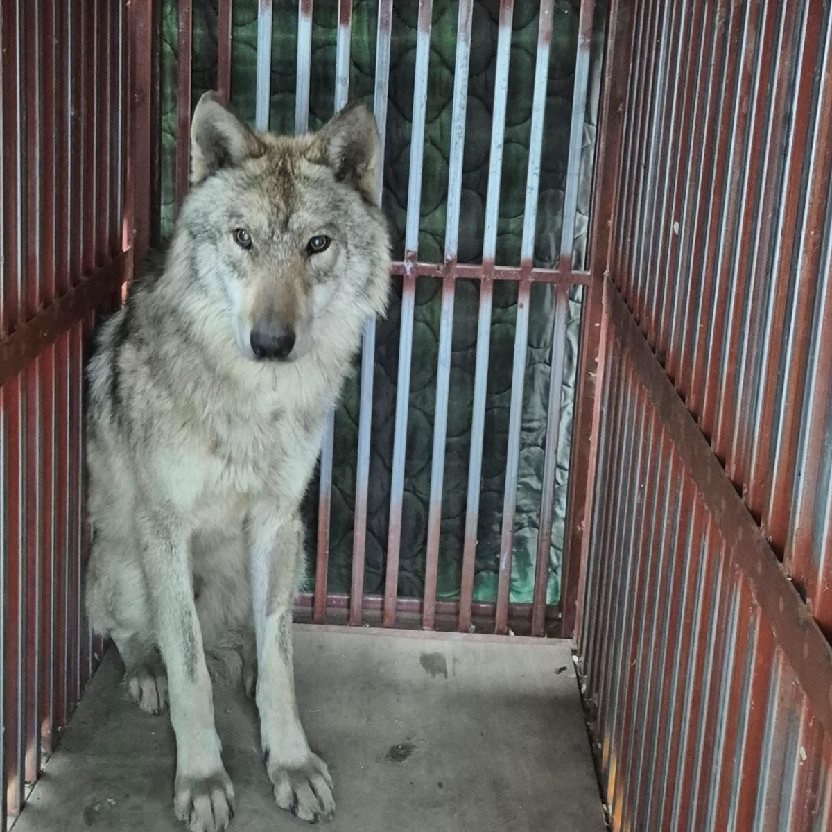 포획된 늑구. / 이장우 대전시장 페이스북