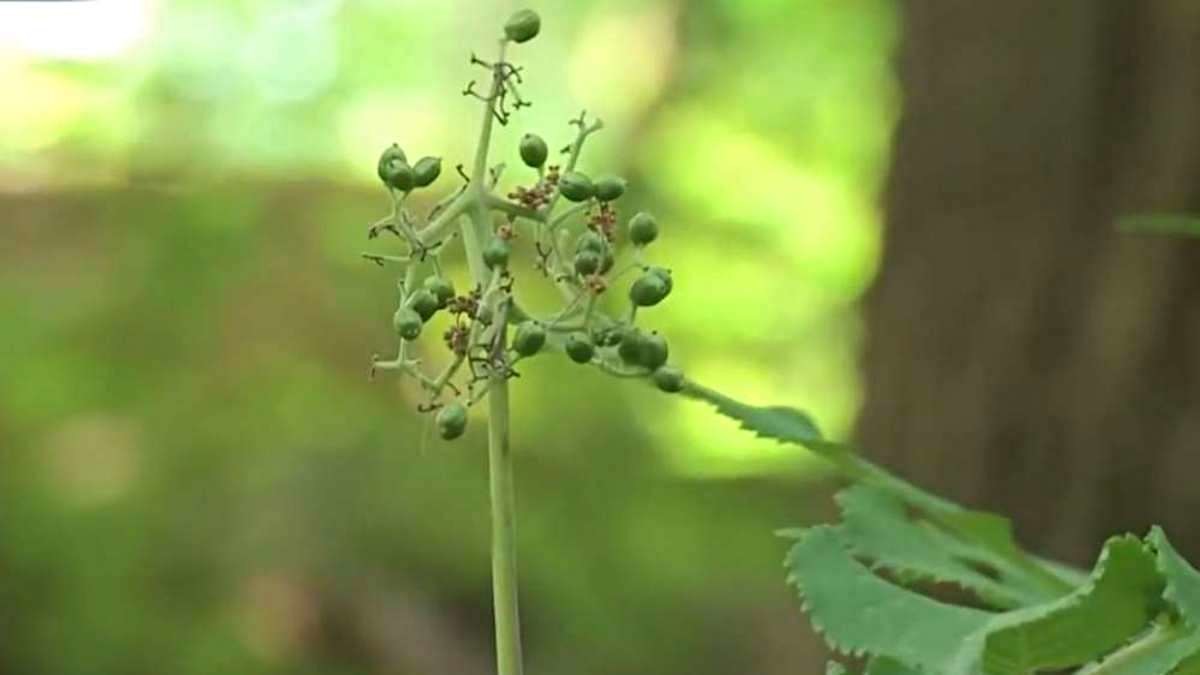 관절염 잡는 '접골목' 열매./ 유튜브 'MBN Entertainment'