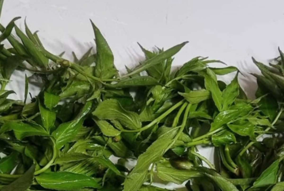 접골목 새순. / 유튜브 '목우산장'