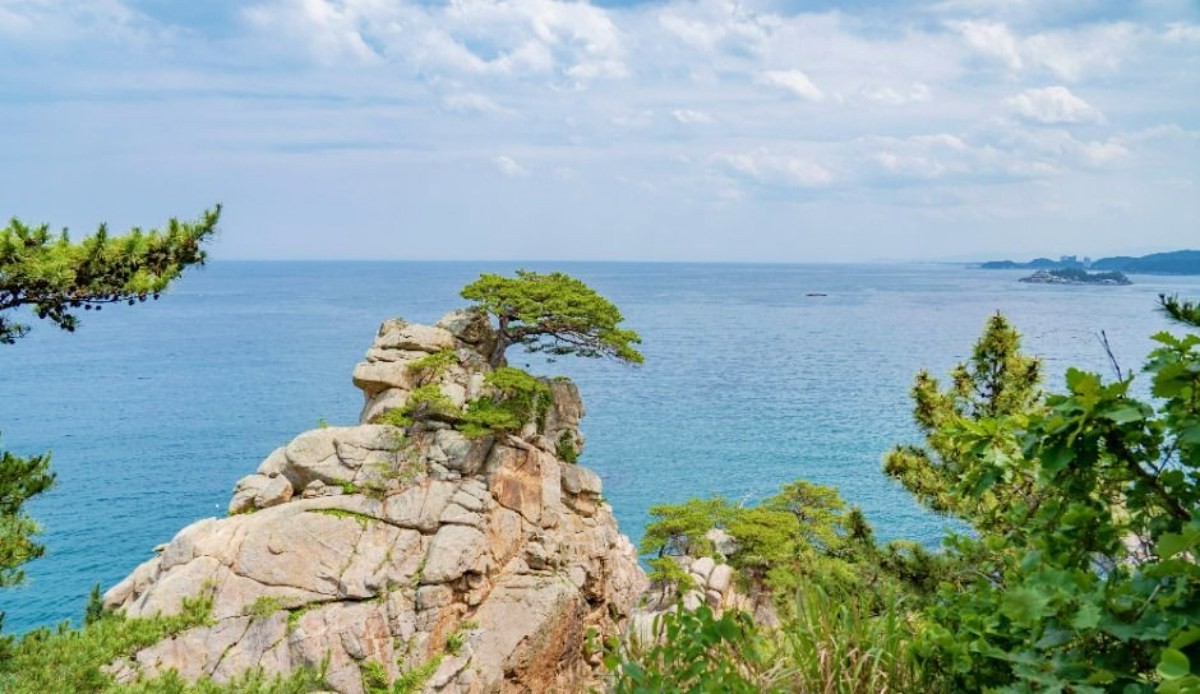 하조대 노송 / ⓒ한국관광콘텐츠랩