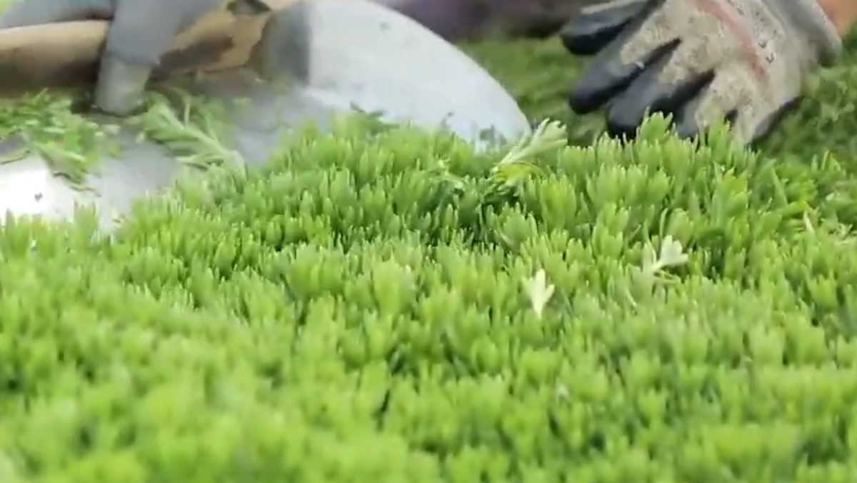 우유보다 칼슘이 2배 넘게 많아…봄철에 꼭 챙겨 먹어야 한다는 '이 나물'