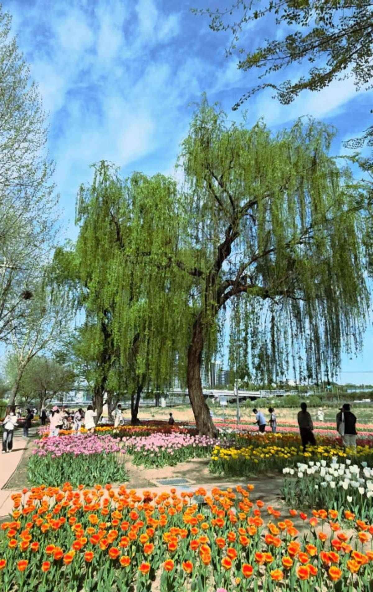 용비쉼터정원 풍경. / 유튜브 'see_하루선'