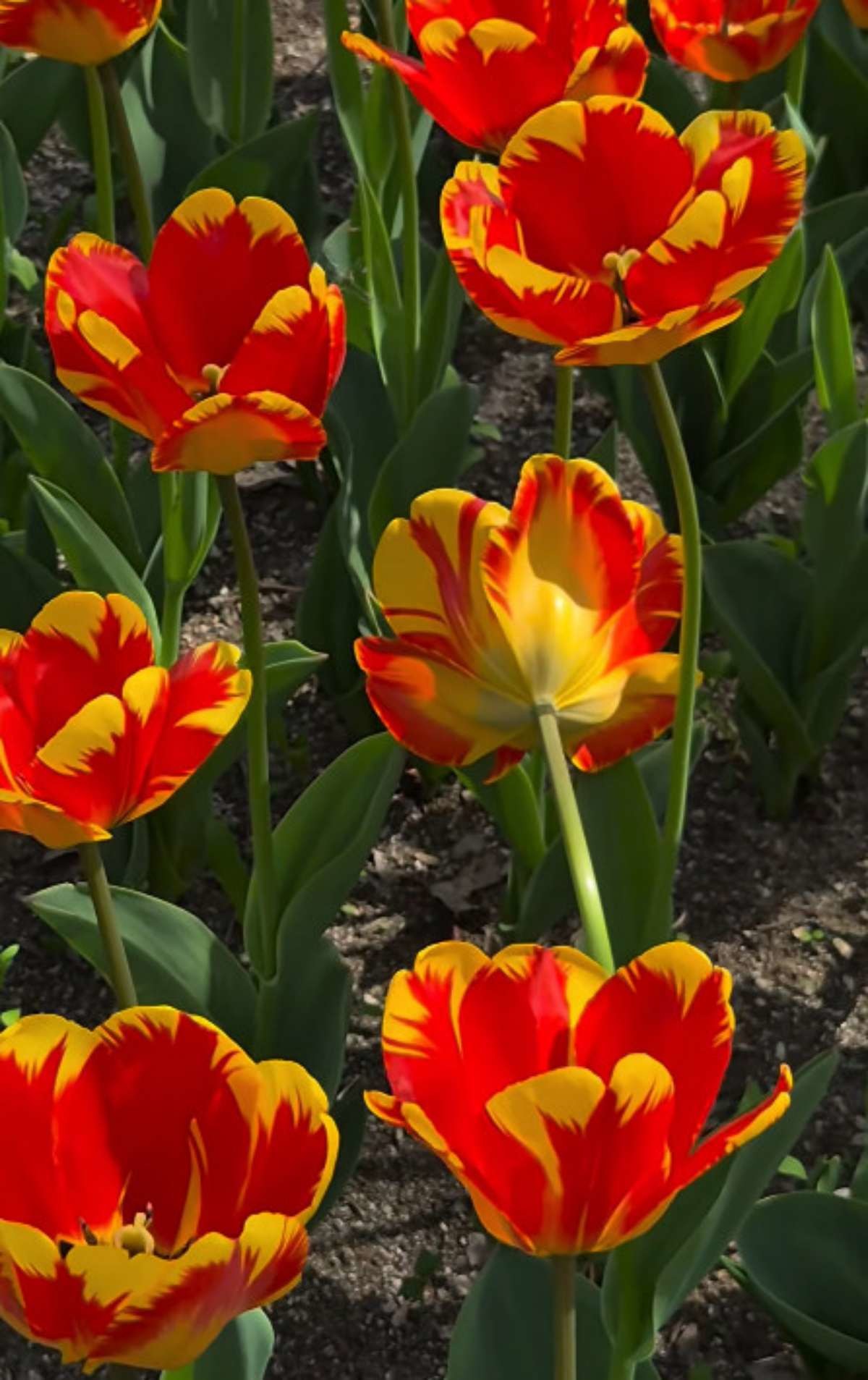 용비쉼터정원 만개한 튤립. / 유튜브 '포비'