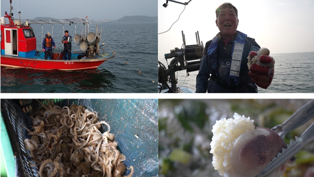 EBS1 ‘극한직업’…서천 봄 대목 터졌다, 주꾸미 잡이·민박집 24시!