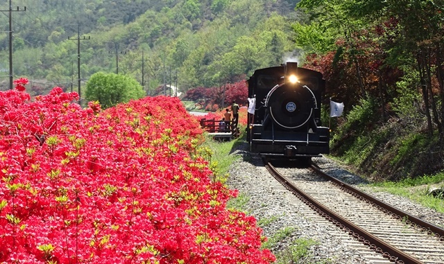 기적 소리 울리면 붉은 꽃망울 팡팡… 섬진강 굽이치는 곡성의 봄 유혹