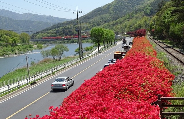 섬진강 줄기를 따라 불타오르듯 피어난 곡성의 철쭉들이 상춘객들의 마음에 또 한 번 불을 지피고 있다. / 노해섭 기자