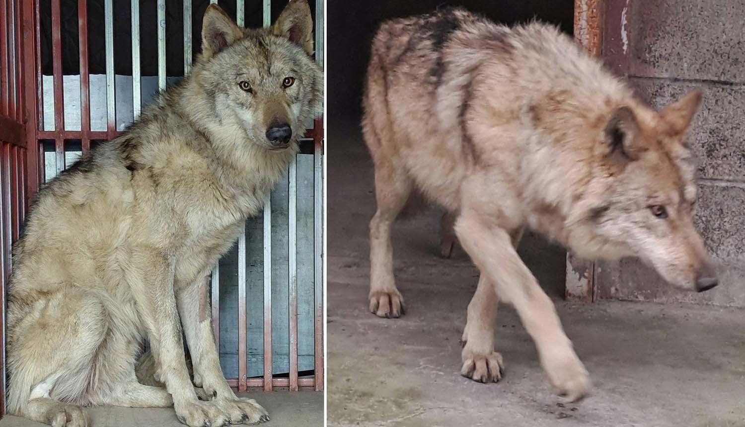 늑구 집은 넓습니다, 걱정하지 마세요… 알고 보니 무려 1만평 규모