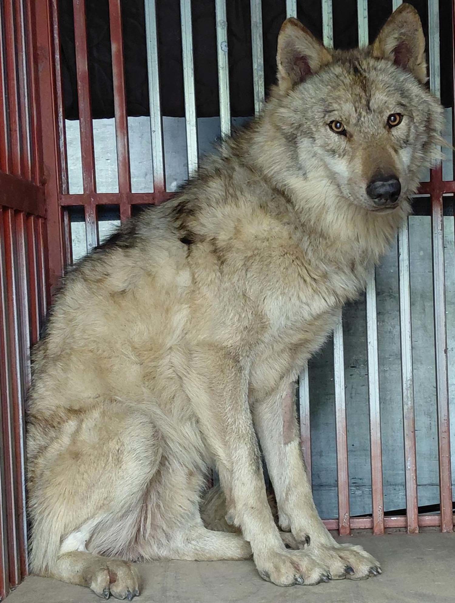 늑구 / 대전시 제공