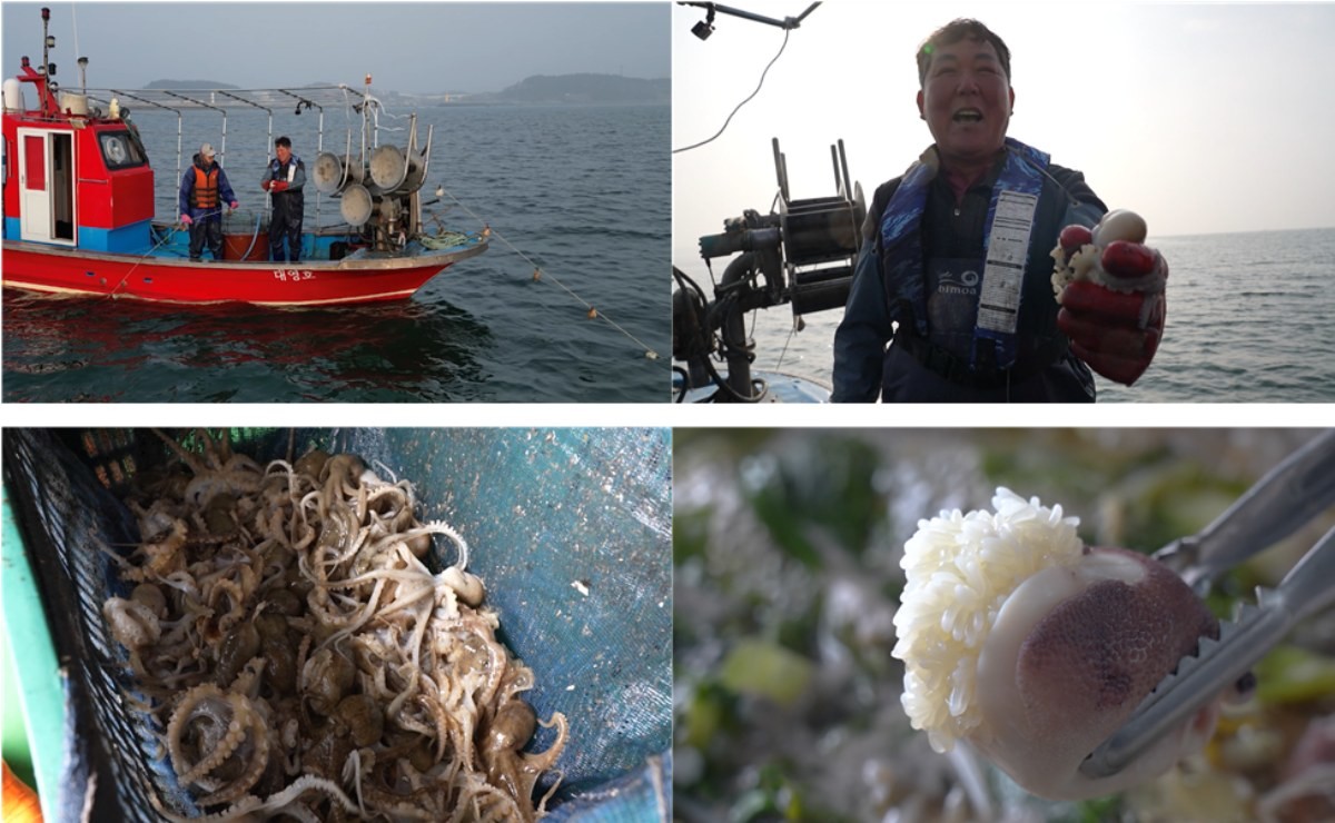 EBS1 '극한직업' 미리보기 페이지에서 제공하는 '벚꽃 필 적에, 주꾸미잡이와 밥 주는 민박집'편 자료 사진 / EBS 제공