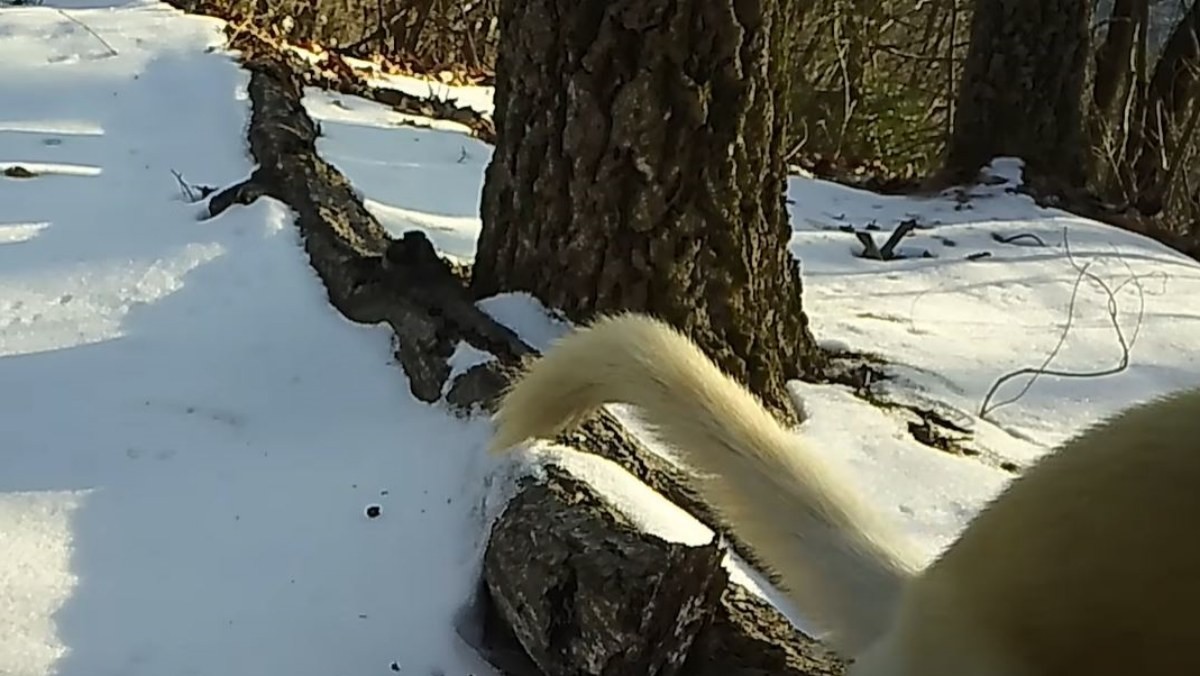무인 센서 카메라에 등장한 '흰담비'의 하반신. / 유튜브 '새덕후 Korean Birder'